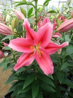 [5300 Lake Carey Mak No02.JPG]